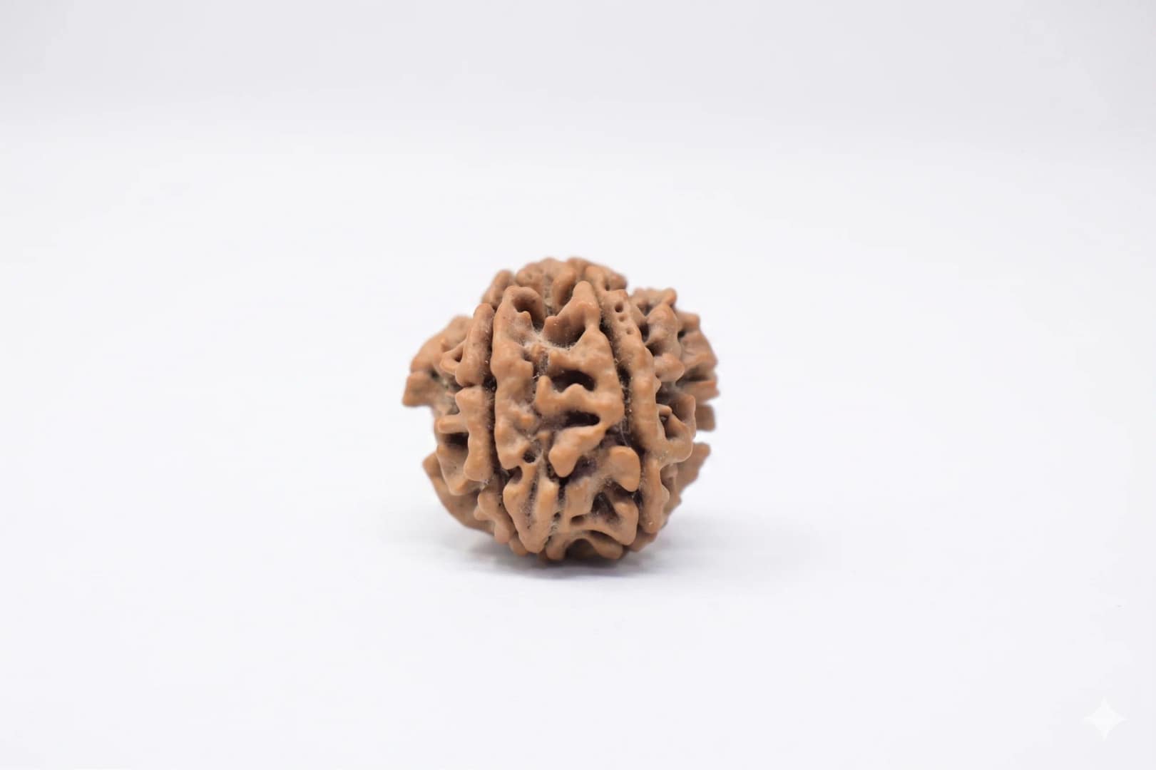 Original 4 Mukhi Rudraksha – Natural Bead | Certified & Energized for Knowledge & Creativity - Image 6