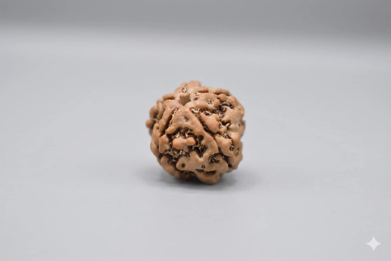 Original 4 Mukhi Rudraksha – Natural Bead | Certified & Energized for Knowledge & Creativity - Image 4