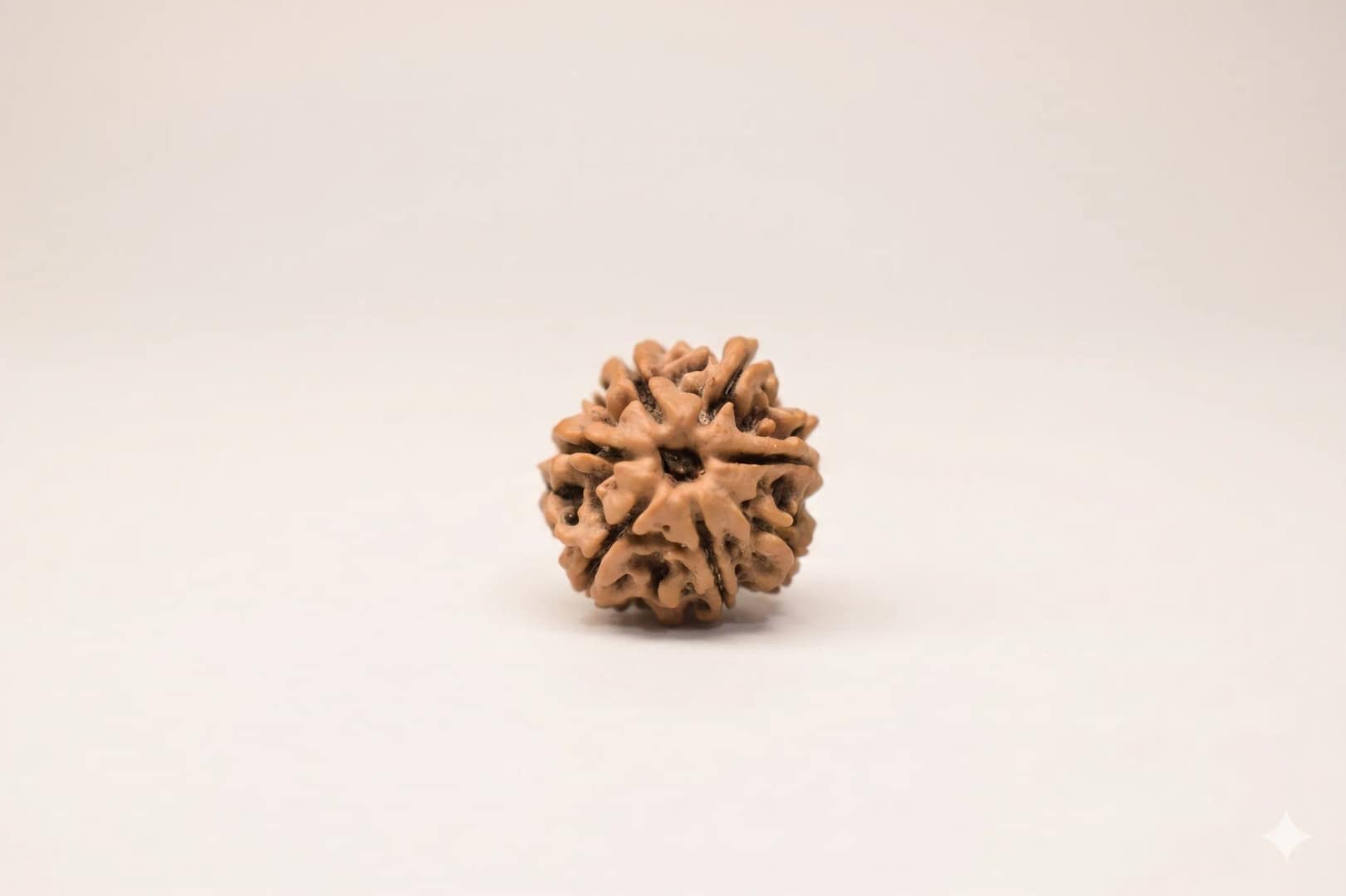 Original 7 Mukhi Rudraksha – Natural Bead | Certified & Energized for Wealth, Career & Prosperity - Image 3
