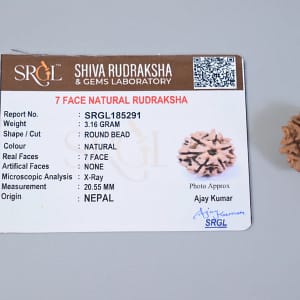 Original 7 Mukhi Rudraksha – Natural Bead | Certified & Energized for Wealth, Career & Prosperity