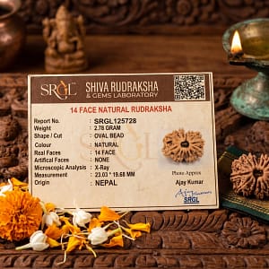 14 Mukhi Rudraksha (Chaturdash Mukhi Rudraksha)