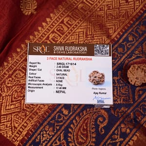3 Mukhi Rudraksha (Trimukhi Rudraksha)