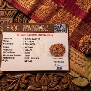13 Mukhi Rudraksha (Trayodash Mukhi Rudraksha)