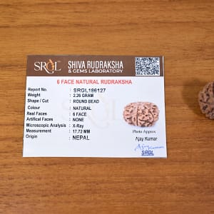 6 Mukhi Rudraksha (Shanmukhi Rudraksha)